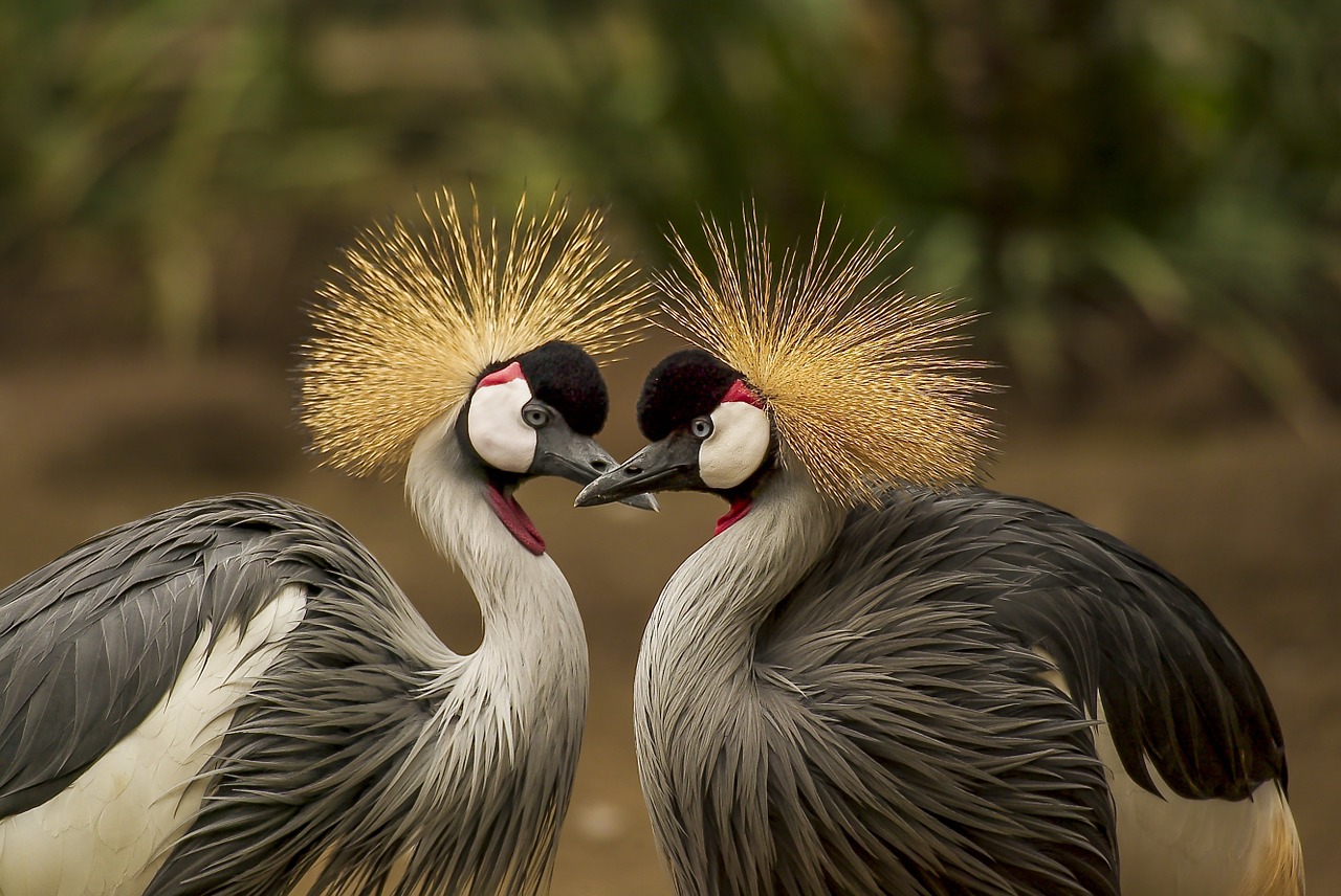 [IMAGE: Two birds make a heart shape.]