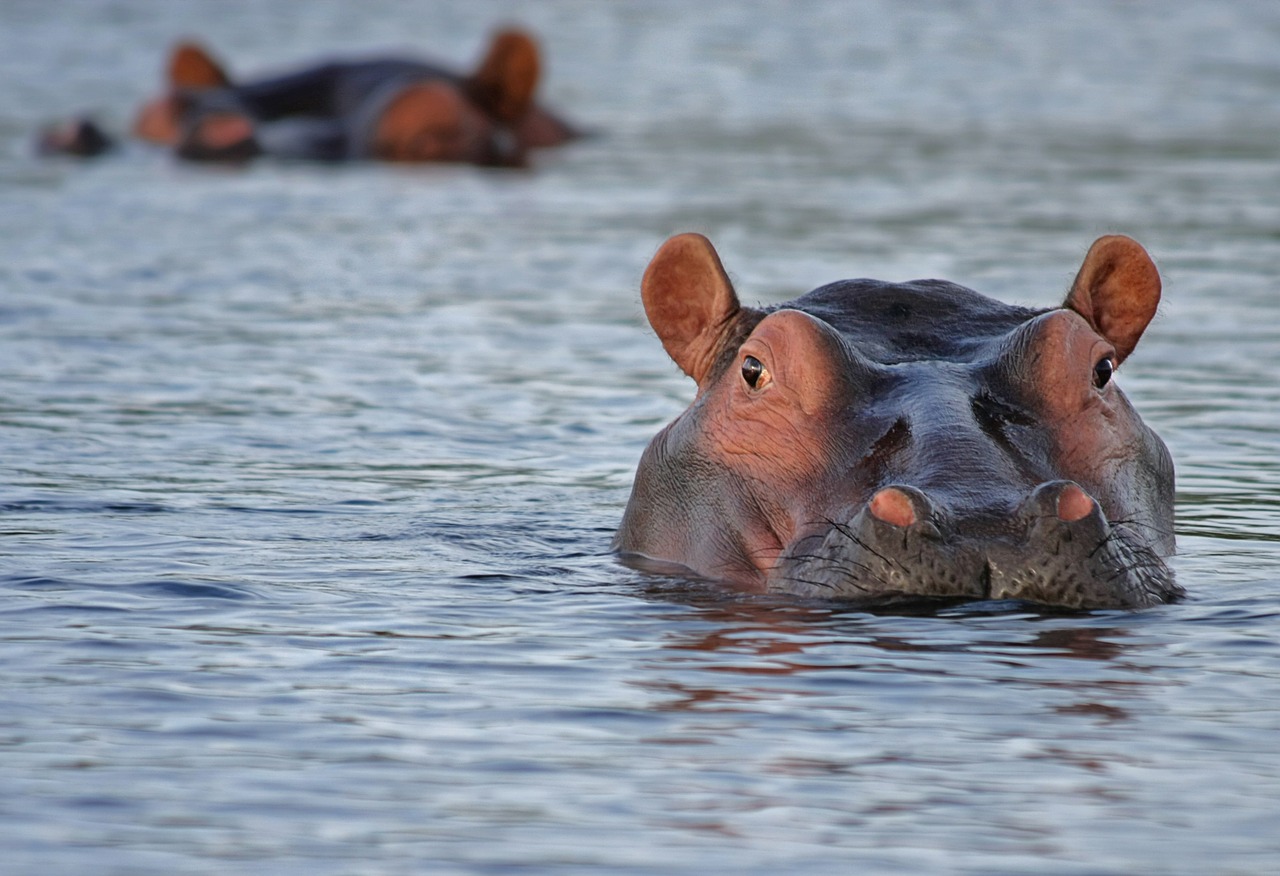 hippo-515027_1280